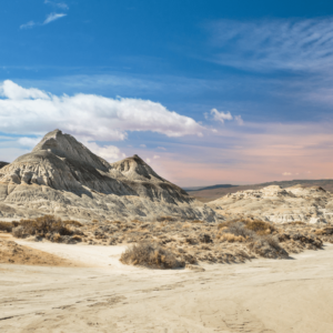 Petrified Forest "La Leona"