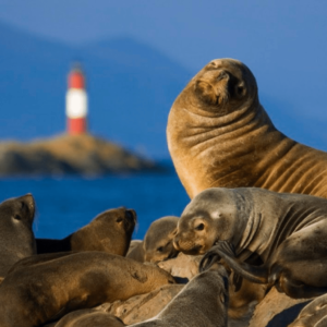 Beagle Channel Isla de los Lobos
