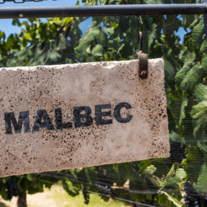 Wineries and Olives
