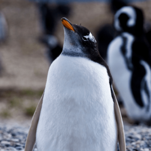 Walk with Penguins